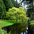 Corkscrew Willow Tree – Salix matsudana ‘Tortuosa’ Live Plant | 3 Ft Tall Bare Root Tree | Curly Branch Ornamental | Fast Growing Shade Tree