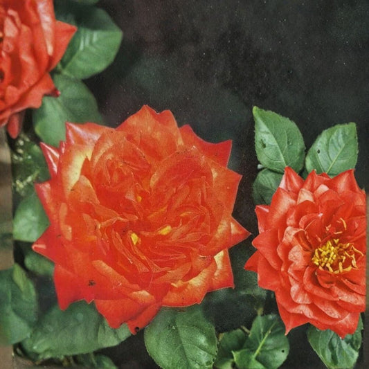 Charisma Floribunda Rose – Rosa Live Plant | 5 Gallon Bush | Red Orange Yellow Blooms | Floribunda Shrub Rose | Colorful Garden Favorite