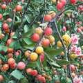 American Plum Trees – Prunus americana Live Plants | Set of 2 Bare Root 2 Ft Fruit Trees | Sweet Native Plum | Wildlife Friendly Garden