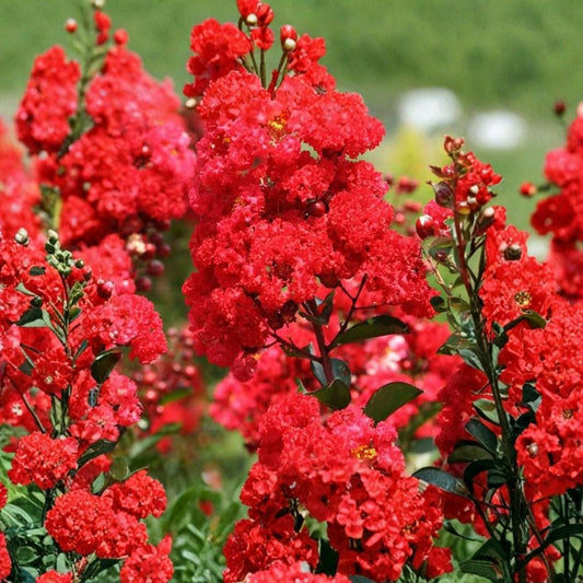 Red Crape Myrtle – 3 Live Bare Root Starter Shrubs | 12–18 Inches Tall | Vibrant Summer Blooms | Landscape Ready