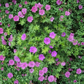 Organic Cranesbill Wild Geranium Bare Roots – 3 Geranium maculatum Plants | Native Woodland Perennial