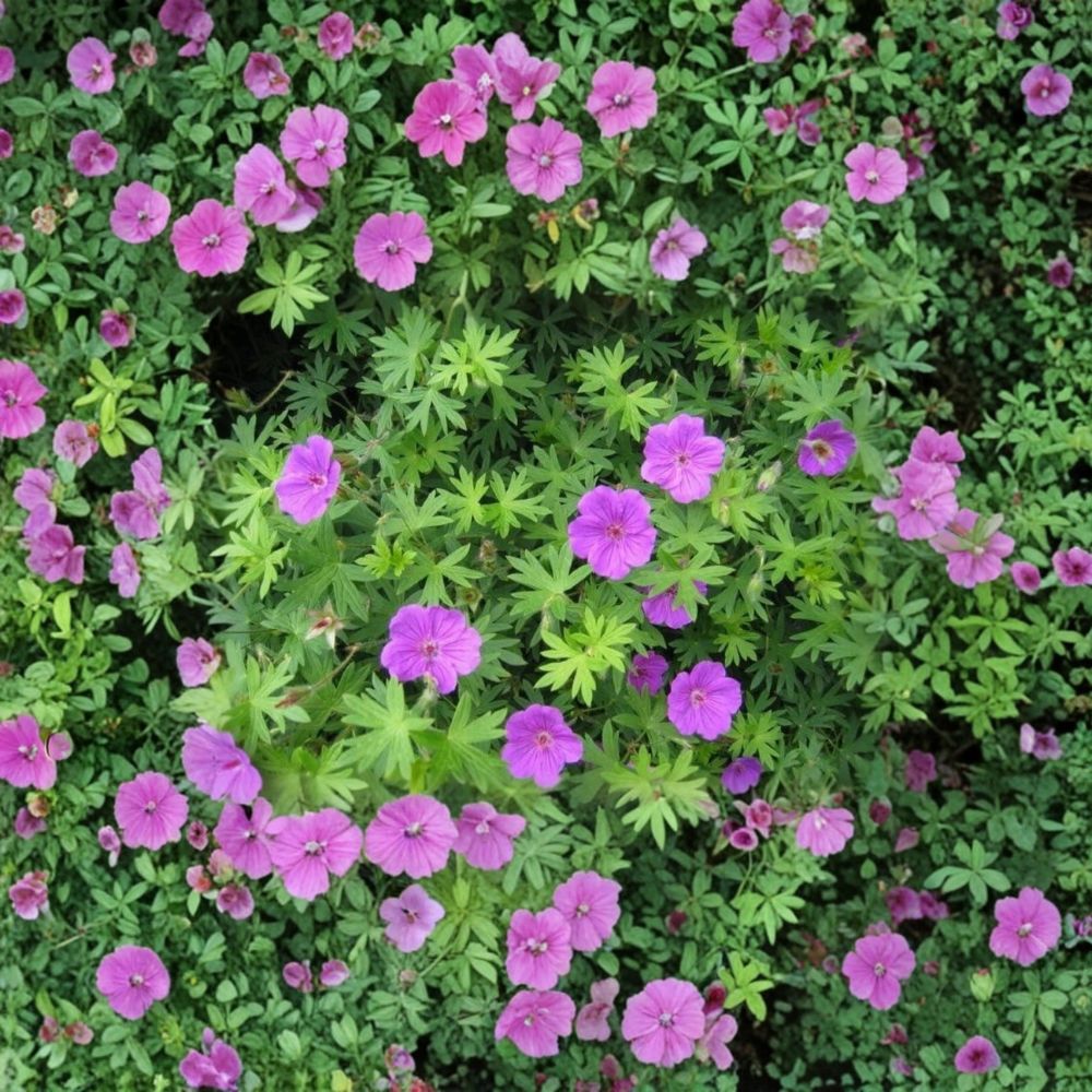 Organic Cranesbill Wild Geranium Bare Roots – 3 Geranium maculatum Plants | Native Woodland Perennial