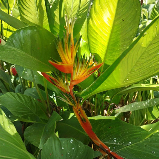 Heliconia Guyana – Live Tropical Rhizome | Exotic Flowering Plant | Vigorous 4–5 Ft Heliconia | Partial Shade to Full Sun | Easy to Grow | California Restricted