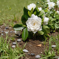 Cape Jasmine Seeds 50 – Gardenia jasminoides Fragrant White Flower Shrub | Ornamental Gardenia Seeds for Outdoor Landscaping