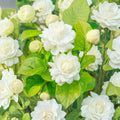Arabian Jasmine ‘Grand Duke of Tuscany’ – Jasminum sambac Live Starter | 4–6 Inches Tall | Double White Fragrant Flowers | Indoor Outdoor Plant
