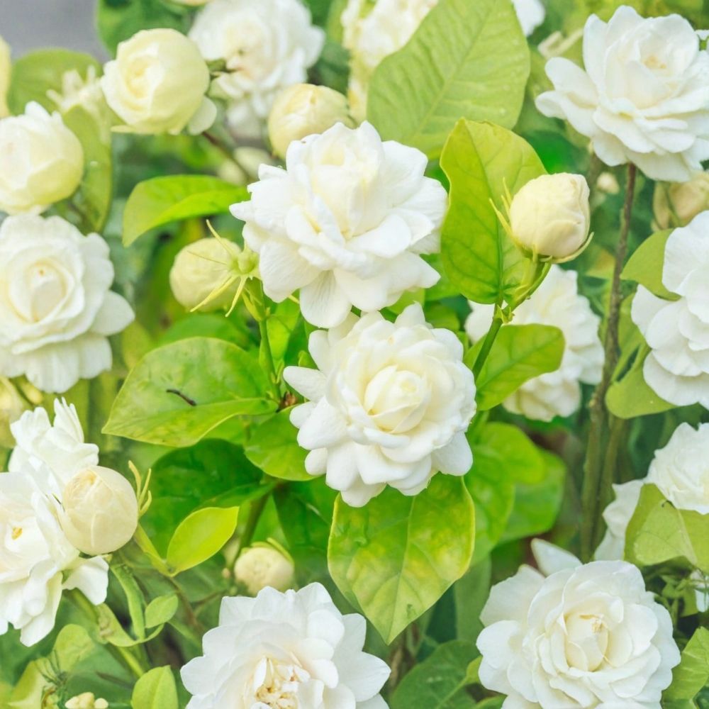 Arabian Jasmine ‘Grand Duke of Tuscany’ – Jasminum sambac Live Starter | 4–6 Inches Tall | Double White Fragrant Flowers | Indoor Outdoor Plant