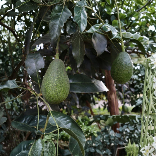 Avocado Tree Live Plant – Persea americana | 12 Inch Trimmed Starter Tree | Ready to Plant | Tropical Fruit Tree | Patio & Garden