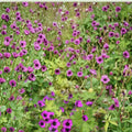 Ann Folkard Geranium Seeds – 25+ Premium Flower Seeds | Hardy Garden Blooms | Patio & Container Friendly | Easy to Grow