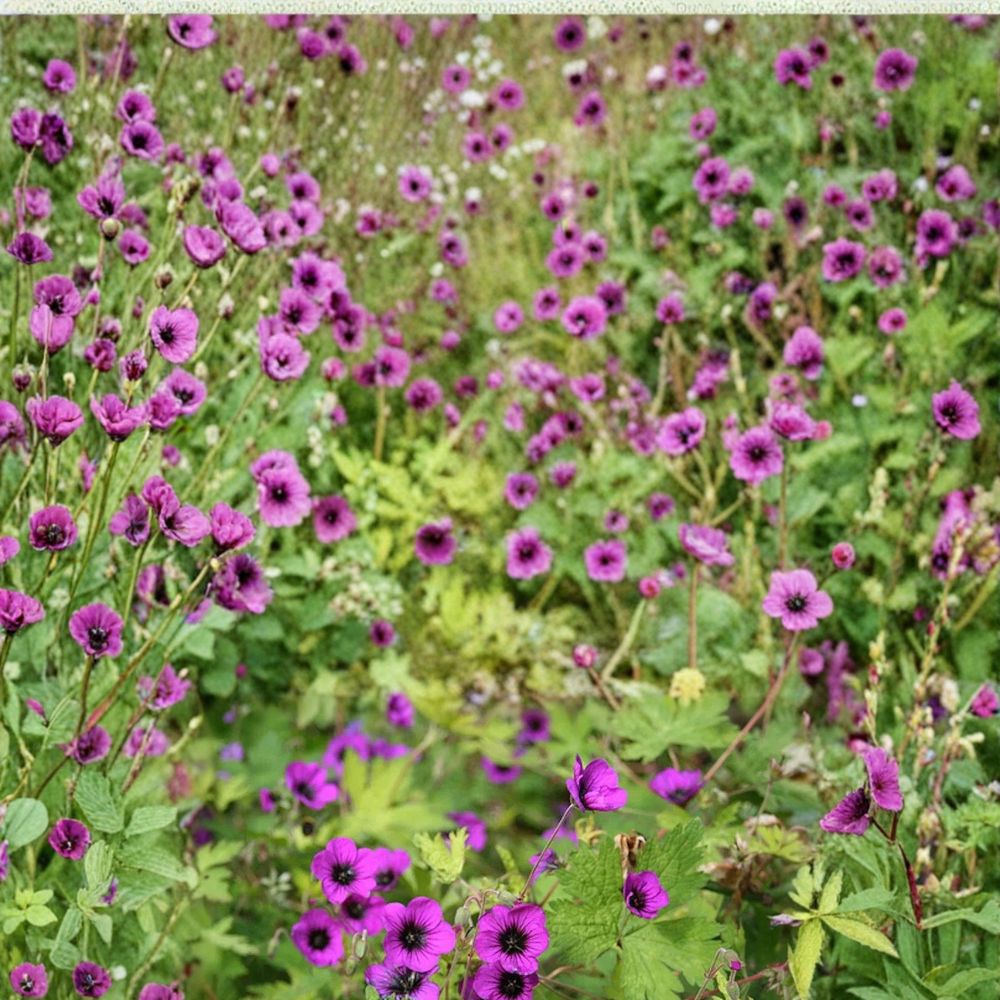 Ann Folkard Geranium Seeds – 25+ Premium Flower Seeds | Hardy Garden Blooms | Patio & Container Friendly | Easy to Grow