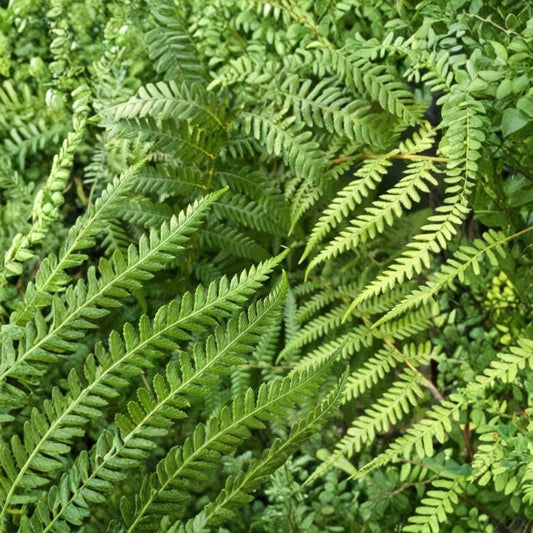 Australian Tree Fern – Sphaeropteris cooperi Live Plant | 6–8 Inches Tall | 4 Inch Nursery Size | Lacy Tropical Foliage | Tree Fern Starter | Ships Without Pot