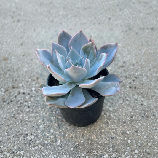 Echeveria desmetiana ‘De Smelt’ Live Succulent | Fully Rooted | 2 Inch Pot | Blue-Pink Rosette | Low Maintenance