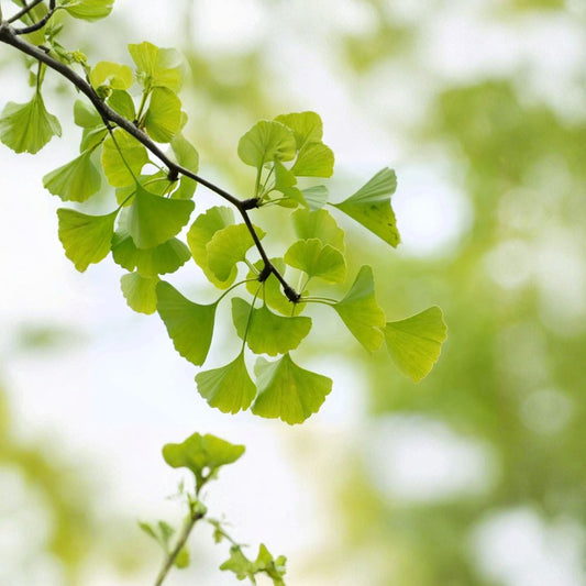 Ginkgo Trees – Ginkgo biloba Bare Root Starter Trees | 3 Live Trees | 12–24 Inches Tall | Hardy Ornamental Shade Tree
