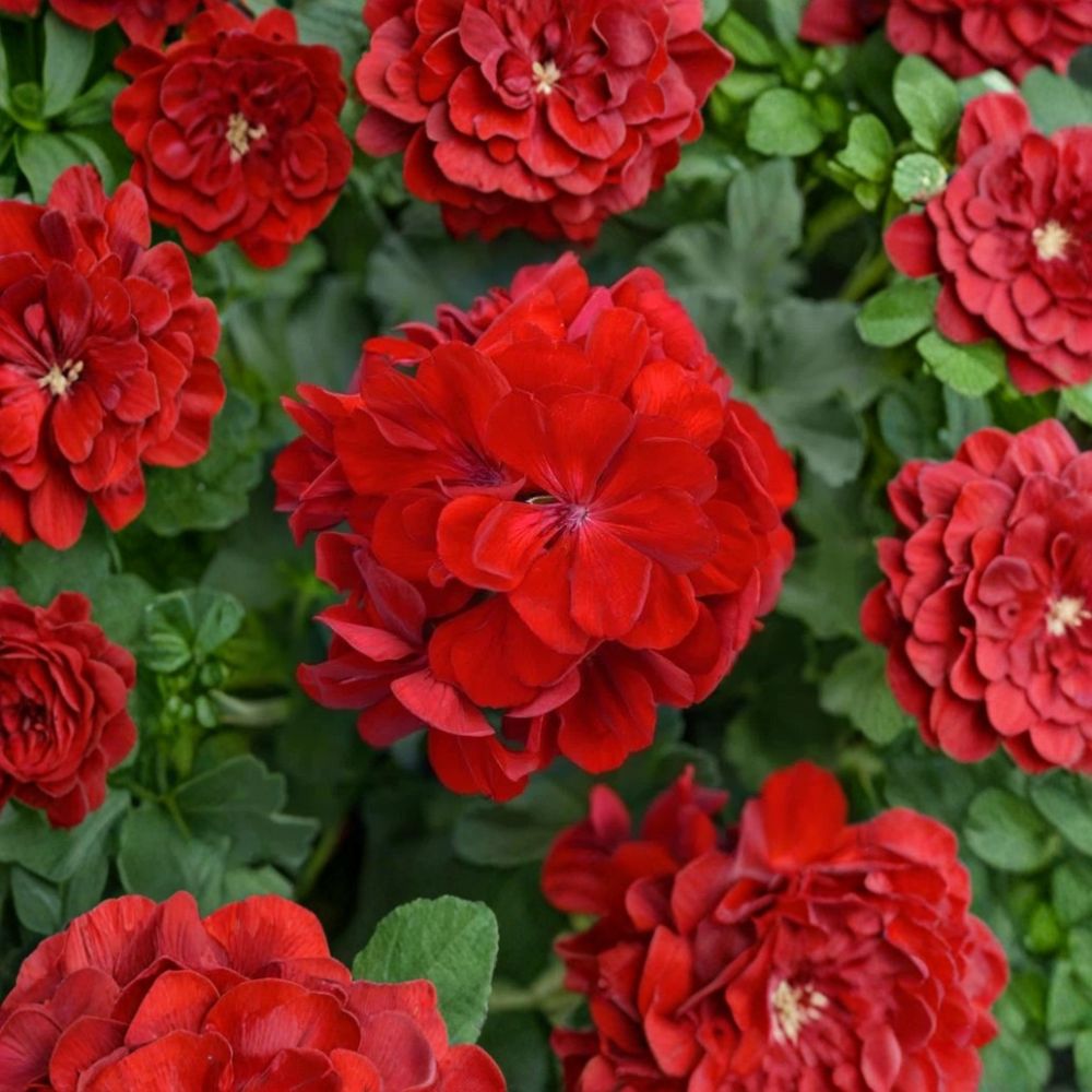 Red Geranium Cuttings – Pelargonium Live Plant Cuttings | 5 Unrooted 8–10 Inch Cuttings | Bright Red Blooms | Patio & Container Friendly | Easy to Grow