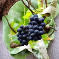 Nagano Purple Grape Cuttings – 5 Pack | Premium Japanese Seedless Grape | Large Sweet Purple Berries | High Sugar Table Grape | US Seller