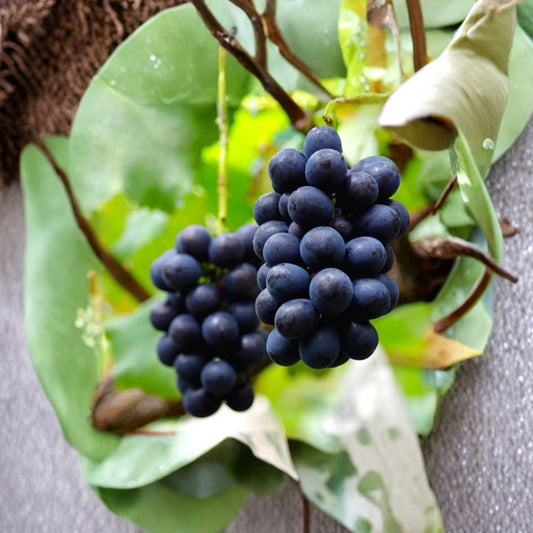 Nagano Purple Grape Cuttings – 5 Pack | Premium Japanese Seedless Grape | Large Sweet Purple Berries | High Sugar Table Grape | US Seller