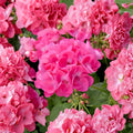 Pink Geranium Live Plant – Vibrant Blooming Pelargonium | 4–6” Tall Starter Plant for Patio, Garden & Containers