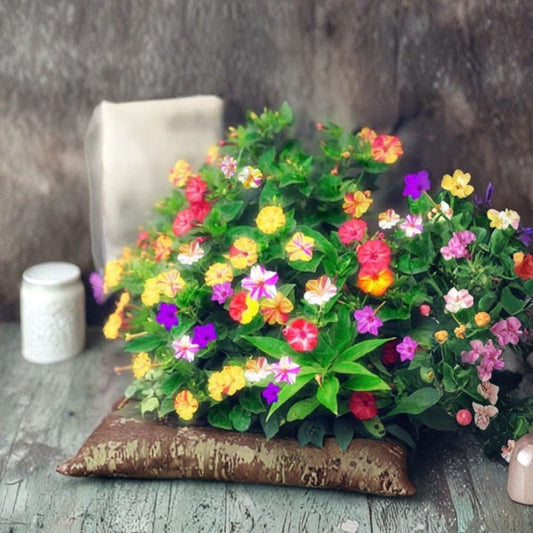 Jasmine Seeds – Mixed Color Flowering Vine | 20 Seeds | Rare Exotic Climber Plant | Fragrant Garden Flowers | Easy Grow