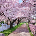 Yoshino Cherry Tree – Prunus × yedoensis Live Plant | 2 Ft Bare Root Flowering Tree | Japanese Cherry Blossom | Ornamental Spring Blooms