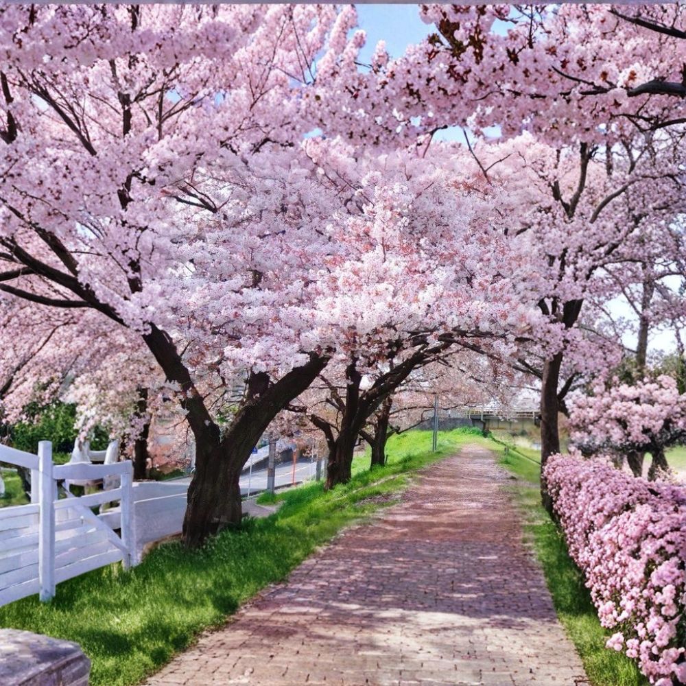 Yoshino Cherry Tree – Prunus × yedoensis Live Plant | 2 Ft Bare Root Flowering Tree | Japanese Cherry Blossom | Ornamental Spring Blooms