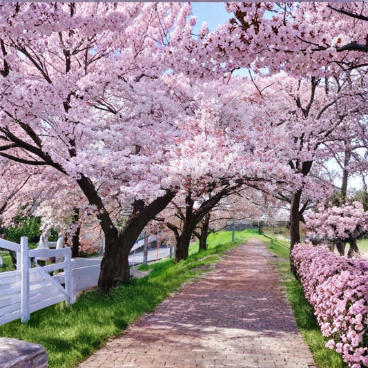 Yoshino Cherry Tree – Prunus × yedoensis Live Plant | 2 Ft Bare Root Flowering Tree | Japanese Cherry Blossom | Ornamental Spring Blooms