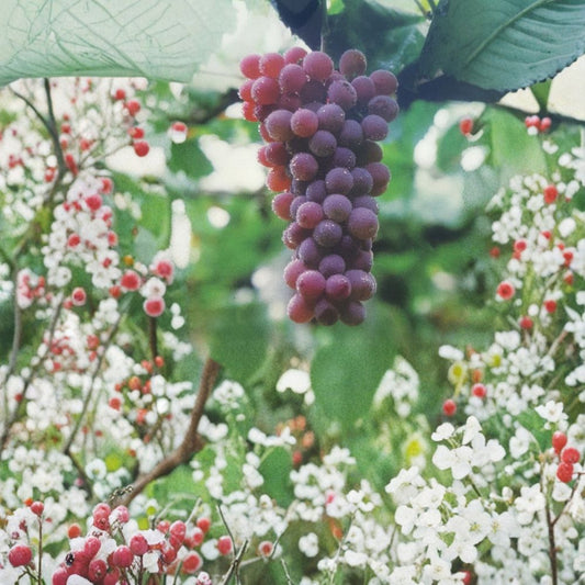 Red Flame Seedless Grape Vine – Live Fruit Plant | 1 Gallon Size | Sweet Seedless Red Grapes | Vineyard & Home Garden Favorite | Easy to Grow