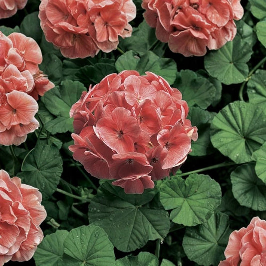 Ringo 2000 Light Salmon Geranium Seeds – 15 Zonal Flower Seeds | Compact Pelargonium Blooms | Patio & Hanging Basket Friendly