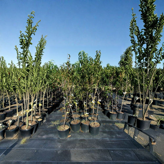 Flavortop Nectarine Tree – Prunus persica var. nucipersica Live Fruit Tree | 4–6 Feet Tall | Sweet Freestone Nectarines | Self-Fertile Variety | Easy to Grow