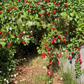 Wild Hawthorn Tree – Crataegus Live Plant | Chinese Hawthorn Rootstock | Hardy Wildlife Tree | 野山楂 山楂砧木