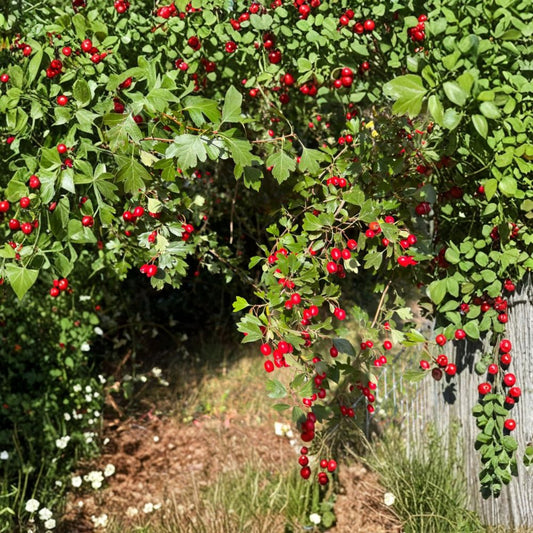 Wild Hawthorn Tree – Crataegus Live Plant | Chinese Hawthorn Rootstock | Hardy Wildlife Tree | 野山楂 山楂砧木