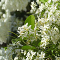 Star Jasmine Live Plant 4–6” – Confederate Jasmine Vine | Trachelospermum jasminoides | Fragrant Climbing Plant