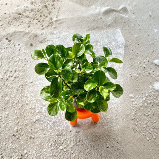 Variegated Baby Rubber Plant – Peperomia obtusifolia 'Marble' Live Bare Root | Easy-Care Houseplant | Low Light Friendly | Indoor Plant