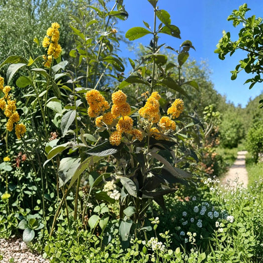 Yellow Butterfly Bush Cuttings – Buddleja | 10 Fresh Unrooted Cuttings | Easy to Root