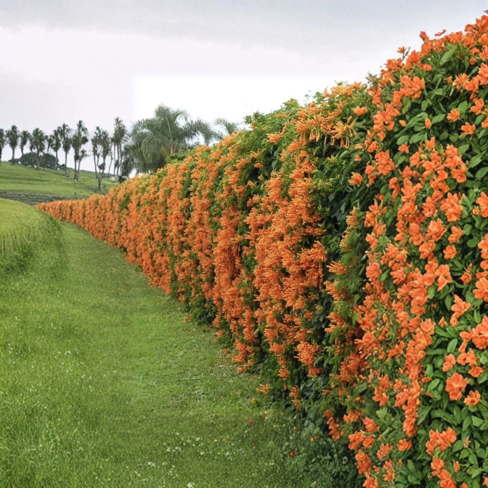 Trumpet Vine – 5 Live Cuttings | 7 Inches Long | Bare Root Starter Cuttings | Fast-Growing Flowering Vine