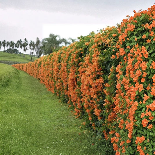 Trumpet Vine – 5 Live Cuttings | 7 Inches Long | Bare Root Starter Cuttings | Fast-Growing Flowering Vine