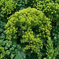 Lady’s Mantle Select Robustica Seeds – 250 Alchemilla mollis Bulk Seeds | Hardy Perennial Cottage Garden Flower