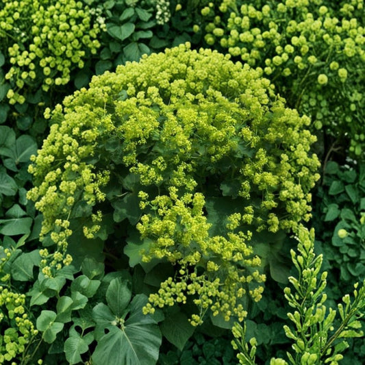 Lady’s Mantle Select Robustica Seeds – 250 Alchemilla mollis Bulk Seeds | Hardy Perennial Cottage Garden Flower