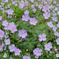 Wild Geranium Bare Roots – Geranium maculatum | 10 Bare Root Plants | Native Woodland Perennial | Shade Garden Favorite | Easy to Grow