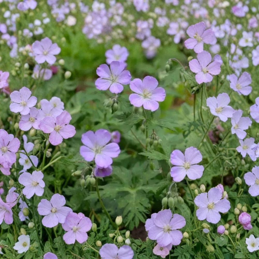 Wild Geranium Bare Roots – Geranium maculatum | 10 Bare Root Plants | Native Woodland Perennial | Shade Garden Favorite | Easy to Grow