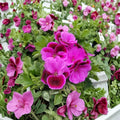Martha Washington Geranium Cuttings – Pelargonium Live Plant Cuttings | 6 Unrooted Cuttings Included | Rose Pink Blooms | Patio & Container Friendly | Easy to Grow