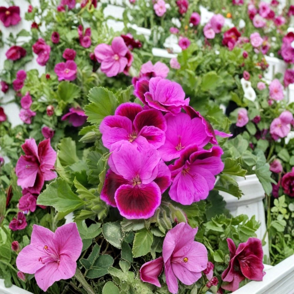 Martha Washington Geranium Cuttings – Pelargonium Live Plant Cuttings | 6 Unrooted Cuttings Included | Rose Pink Blooms | Patio & Container Friendly | Easy to Grow