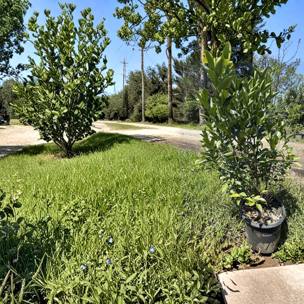 Calamansi Tree – Citrus × microcarpa Live Plant | 3 Gallon Potted Calamondin Citrus | Fruiting Tree | Indoor Outdoor Tropical Plant | No CA
