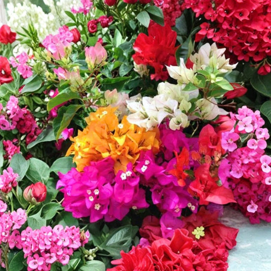 2 Mixed Bougainvillea Live Plants | 4–8 Inch Flowering Vines | Random Red Pink White Yellow Orange Colors | Tropical Climbing Plant | Garden & Trellis