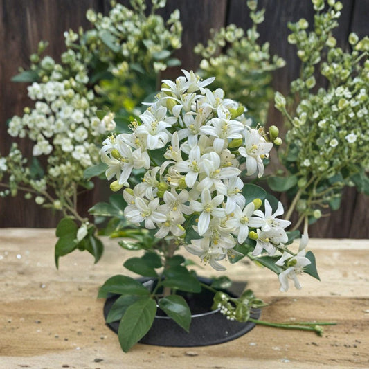 Dwarf Orange Jasmine Seeds – Murraya paniculata 20 Pack | Fragrant White Flower Shrub | Compact Tropical Plant | Indoor Outdoor Growing