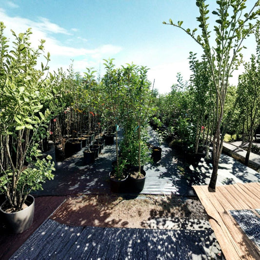 York Apple Tree – Live Fruit Tree | 4–6 Feet Tall | Sweet Juicy Apples | Productive Orchard Tree | Easy to Grow