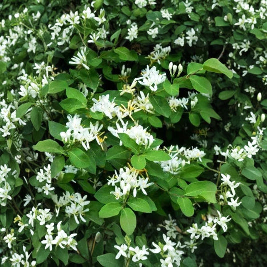 White Honeysuckle Live Plant – Bare Root | 1+ Foot Tall | Fragrant Scentsation Honeysuckle Vine | Non-Invasive | Easy to Grow
