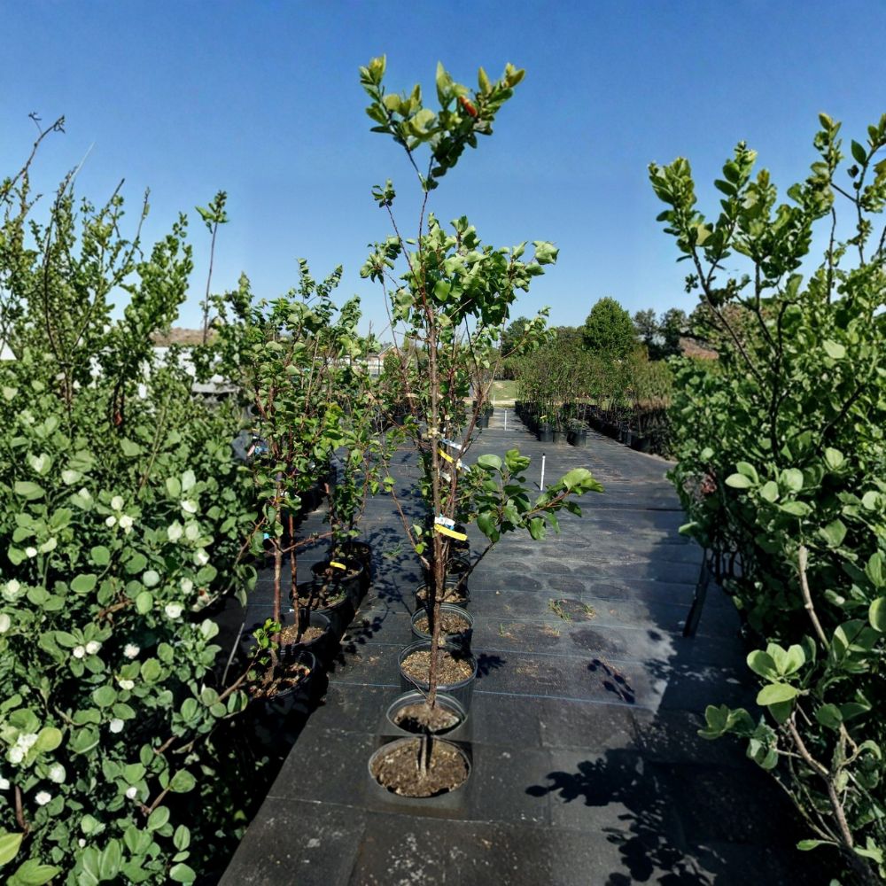 Katy Apricot Tree – Prunus armeniaca Live Tree | 4–6 Feet Tall | Sweet Juicy Apricots | Midseason Harvest Fruit Tree | Home Orchard Favorite
