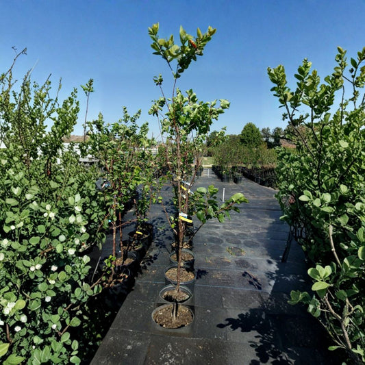 Katy Apricot Tree – Prunus armeniaca Live Tree | 4–6 Feet Tall | Sweet Juicy Apricots | Midseason Harvest Fruit Tree | Home Orchard Favorite