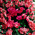 Fuchsia Ivy Leaf Geranium Seeds – 3 Pelargonium Summer Showers Seeds | Trailing Hanging Basket Flowers | Hummingbird Friendly