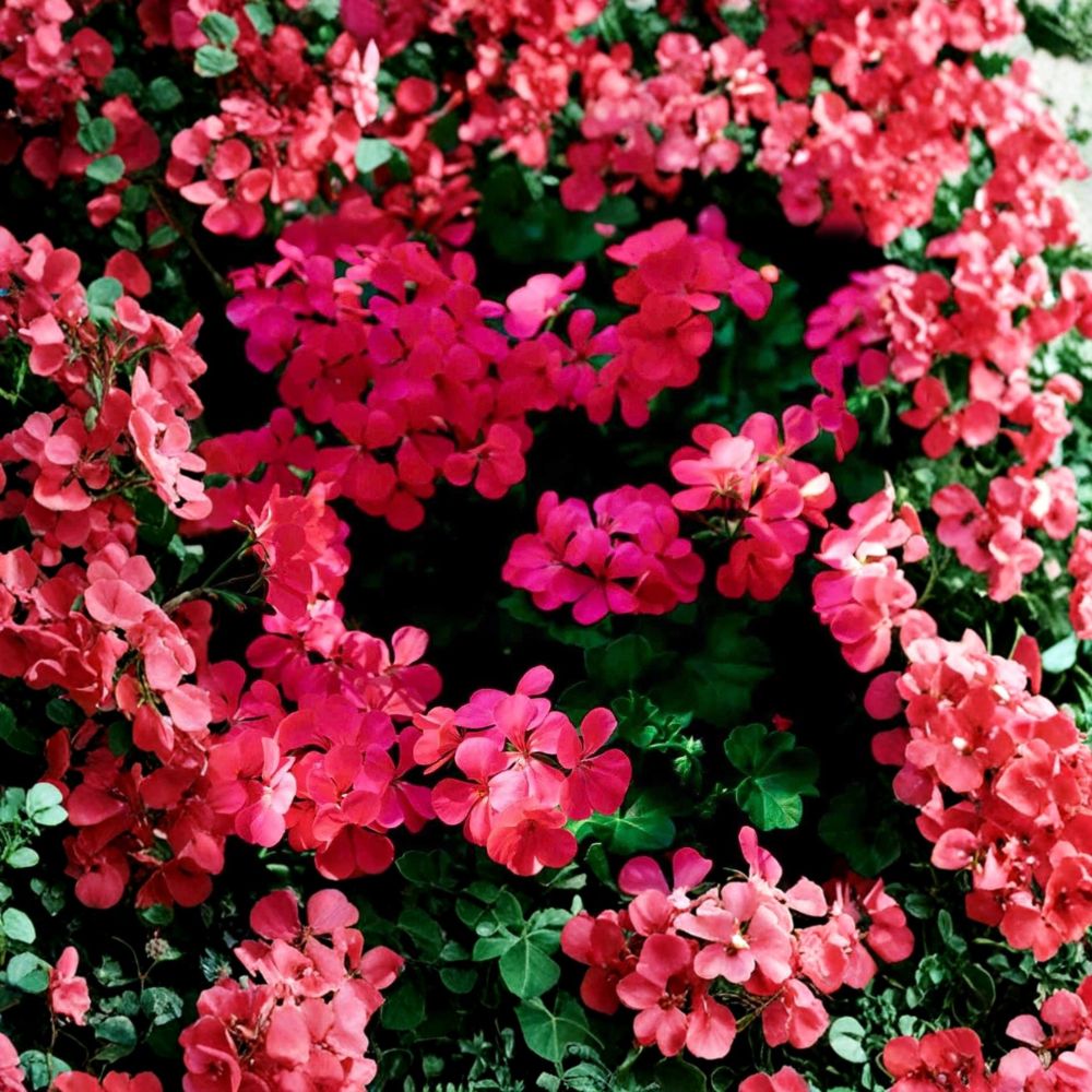 Fuchsia Ivy Leaf Geranium Seeds – 3 Pelargonium Summer Showers Seeds | Trailing Hanging Basket Flowers | Hummingbird Friendly