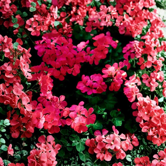Fuchsia Ivy Leaf Geranium Seeds – 3 Pelargonium Summer Showers Seeds | Trailing Hanging Basket Flowers | Hummingbird Friendly